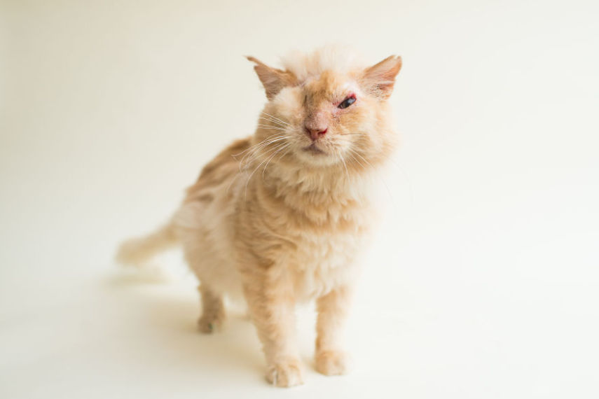 Casey é uma fotógrafa de Los Angeles, nos Estados Unidos, que decidiu usar seu trabalho para ajudar animais a serem adotados