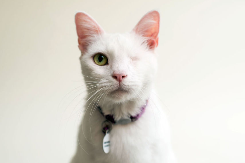 Casey é uma fotógrafa de Los Angeles, nos Estados Unidos, que decidiu usar seu trabalho para ajudar animais a serem adotados
