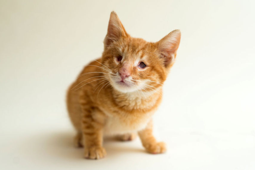Casey é uma fotógrafa de Los Angeles, nos Estados Unidos, que decidiu usar seu trabalho para ajudar animais a serem adotados