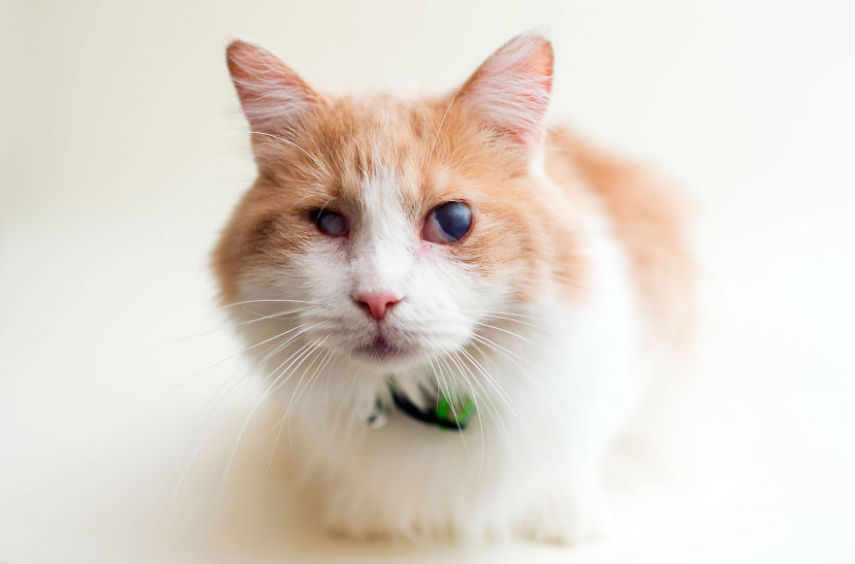 Casey é uma fotógrafa de Los Angeles, nos Estados Unidos, que decidiu usar seu trabalho para ajudar animais a serem adotados