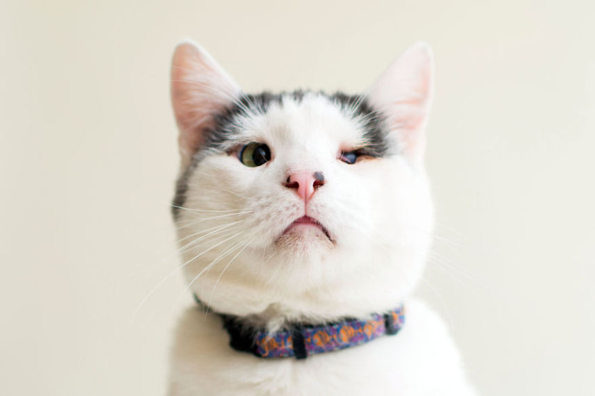 Casey é uma fotógrafa de Los Angeles, nos Estados Unidos, que decidiu usar seu trabalho para ajudar animais a serem adotados