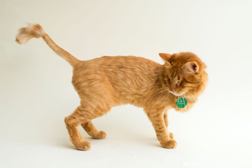 Casey é uma fotógrafa de Los Angeles, nos Estados Unidos, que decidiu usar seu trabalho para ajudar animais a serem adotados