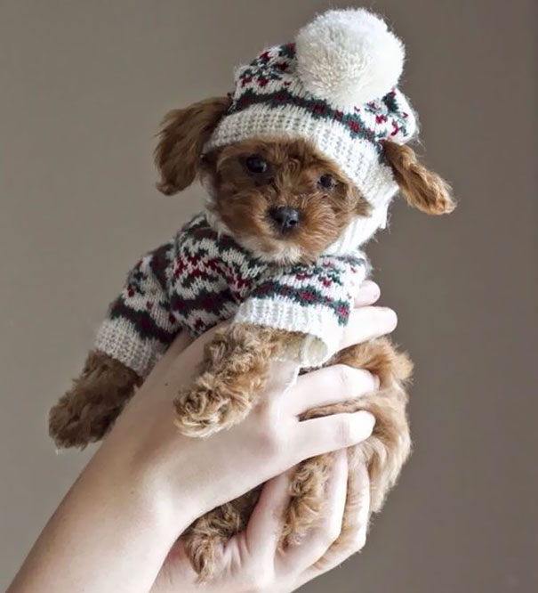 Esses bichinhos estão definitivamente protegidos do frio