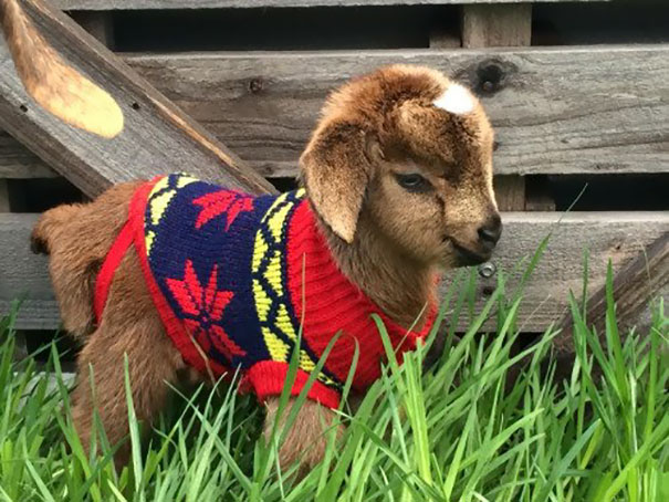 Esses bichinhos estão definitivamente protegidos do frio