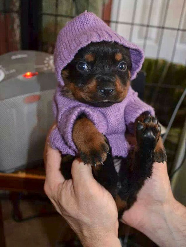 Esses bichinhos estão definitivamente protegidos do frio