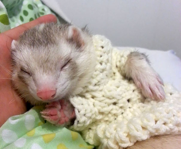 Esses bichinhos estão definitivamente protegidos do frio