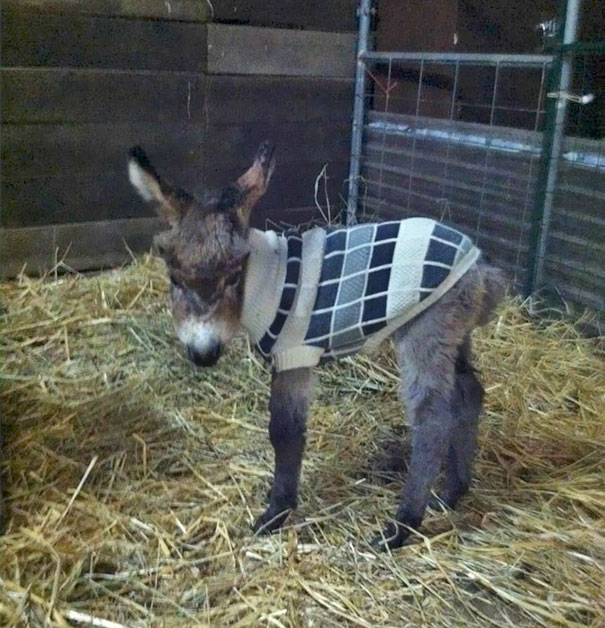 Esses bichinhos estão definitivamente protegidos do frio