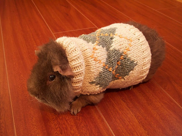 Esses bichinhos estão definitivamente protegidos do frio