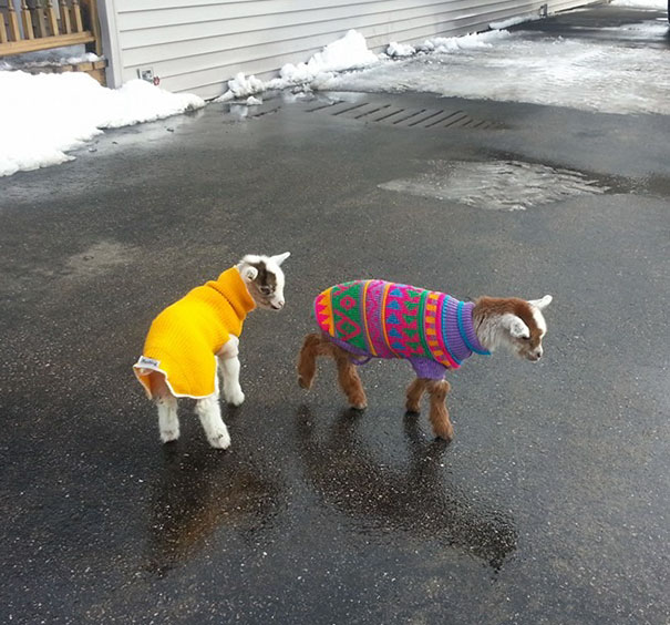 Esses bichinhos estão definitivamente protegidos do frio