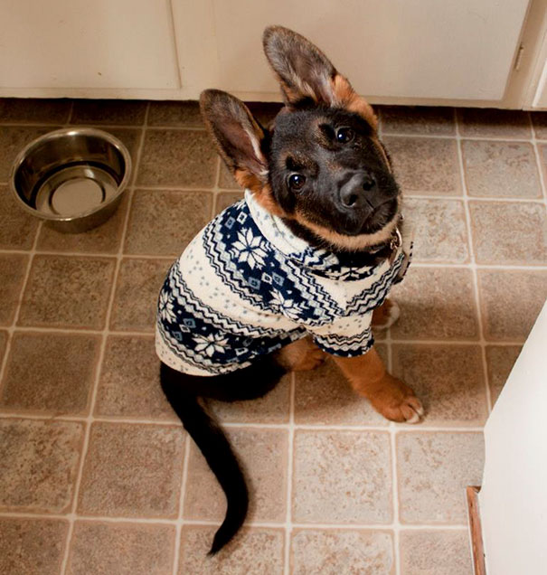 Esses bichinhos estão definitivamente protegidos do frio