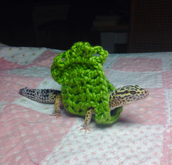 Esses bichinhos estão definitivamente protegidos do frio