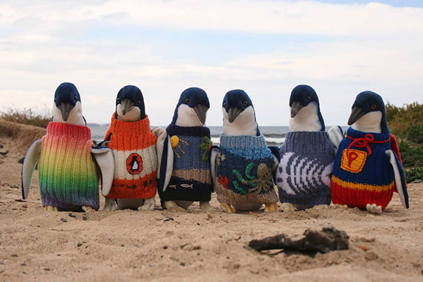 Esses bichinhos estão definitivamente protegidos do frio