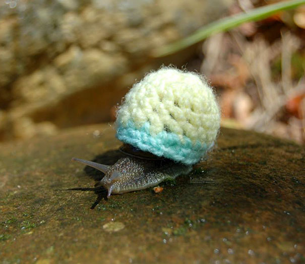 Esses bichinhos estão definitivamente protegidos do frio