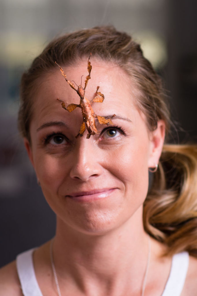 Lisa van Kula Donovan é entomologista e vive em Hervey Bay, Brisbane, na Austrália, onde cria aranhas e outros insetos