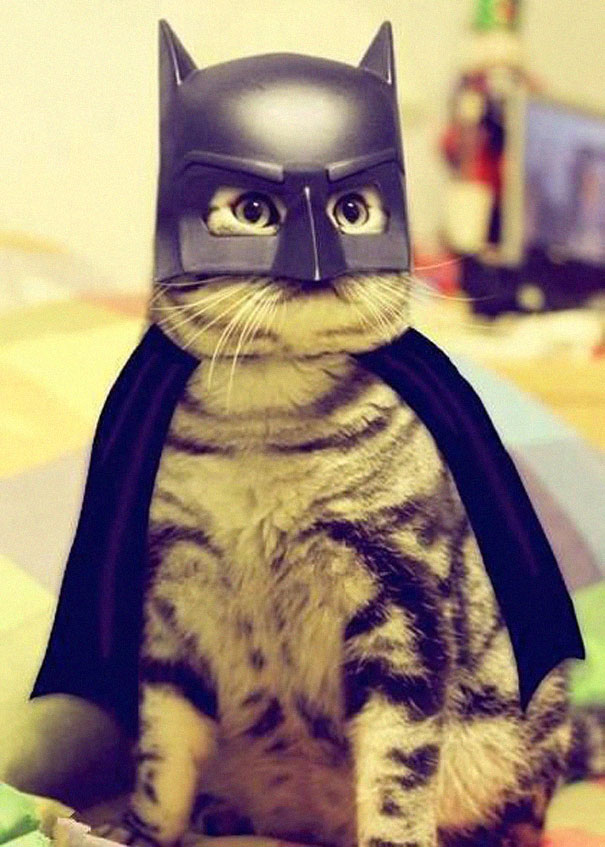 Esses gatos tem certeza que podem ser o que quiserem!