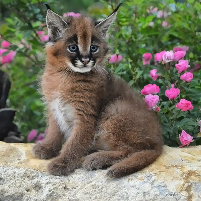 Linces do deserto adultos podem chegar a pesar 18 kg e correr em uma velocidade de até 80 quilômetros por hora