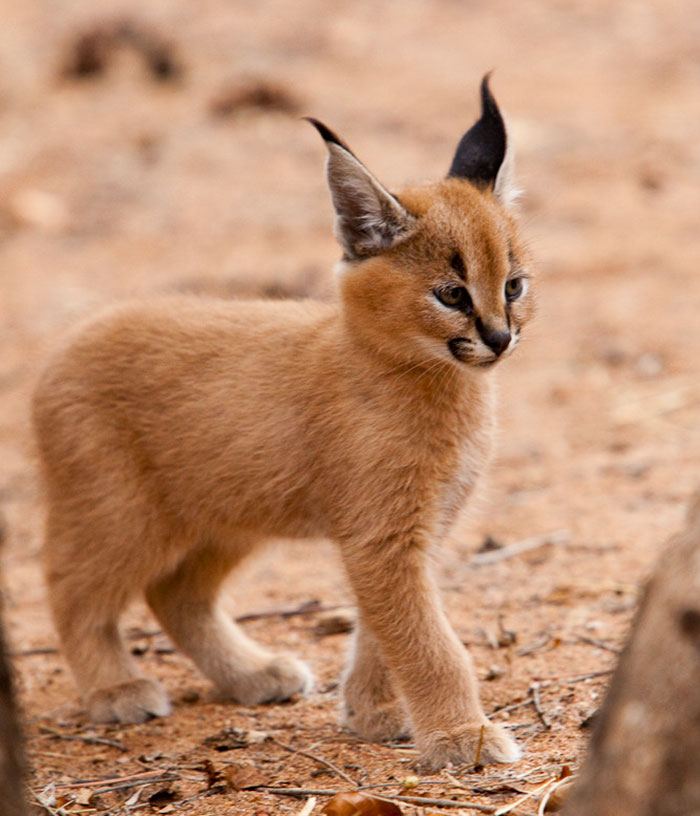 Linces do deserto adultos podem chegar a pesar 18 kg e correr em uma velocidade de até 80 quilômetros por hora