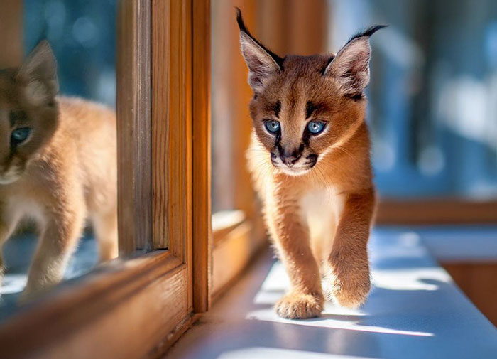 Linces do deserto adultos podem chegar a pesar 18 kg e correr em uma velocidade de até 80 quilômetros por hora