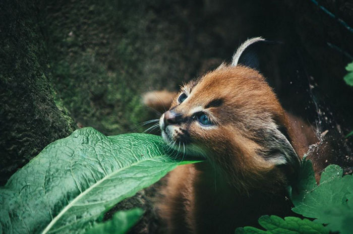 Linces do deserto adultos podem chegar a pesar 18 kg e correr em uma velocidade de até 80 quilômetros por hora