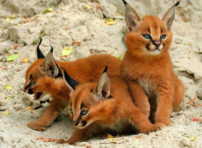 Linces do deserto adultos podem chegar a pesar 18 kg e correr em uma velocidade de até 80 quilômetros por hora