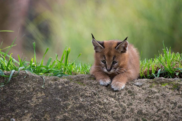 Linces do deserto adultos podem chegar a pesar 18 kg e correr em uma velocidade de até 80 quilômetros por hora