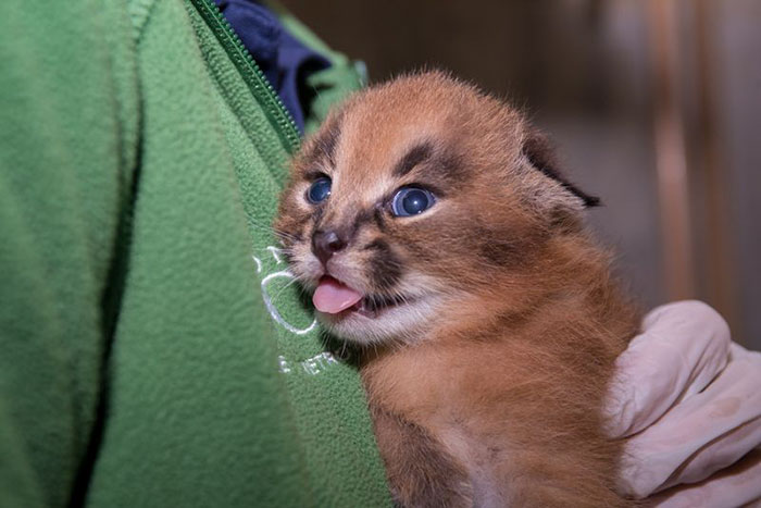 Linces do deserto adultos podem chegar a pesar 18 kg e correr em uma velocidade de até 80 quilômetros por hora