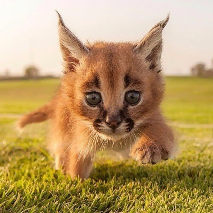 Linces do deserto adultos podem chegar a pesar 18 kg e correr em uma velocidade de até 80 quilômetros por hora