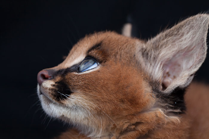 Linces do deserto adultos podem chegar a pesar 18 kg e correr em uma velocidade de até 80 quilômetros por hora