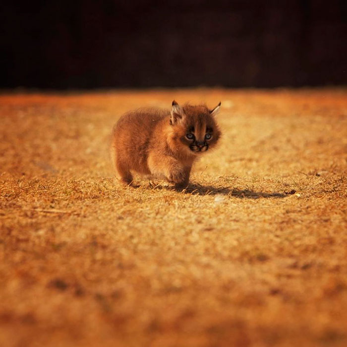Linces do deserto adultos podem chegar a pesar 18 kg e correr em uma velocidade de até 80 quilômetros por hora