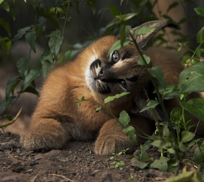Linces do deserto adultos podem chegar a pesar 18 kg e correr em uma velocidade de até 80 quilômetros por hora