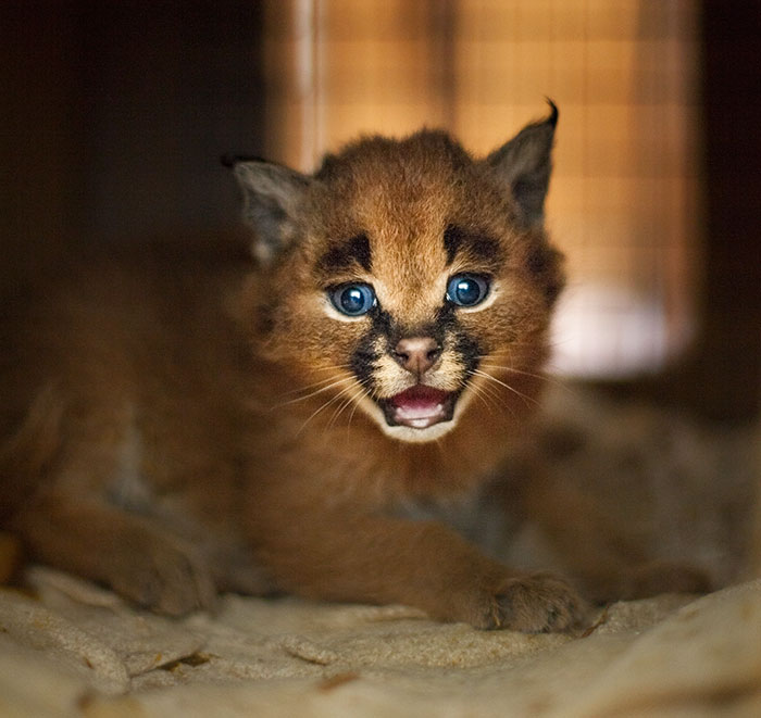 Linces do deserto adultos podem chegar a pesar 18 kg e correr em uma velocidade de até 80 quilômetros por hora