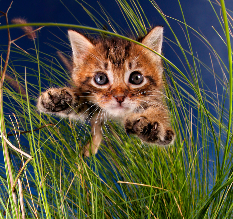 Fotógrafo registra gatos adotados em pleno voo