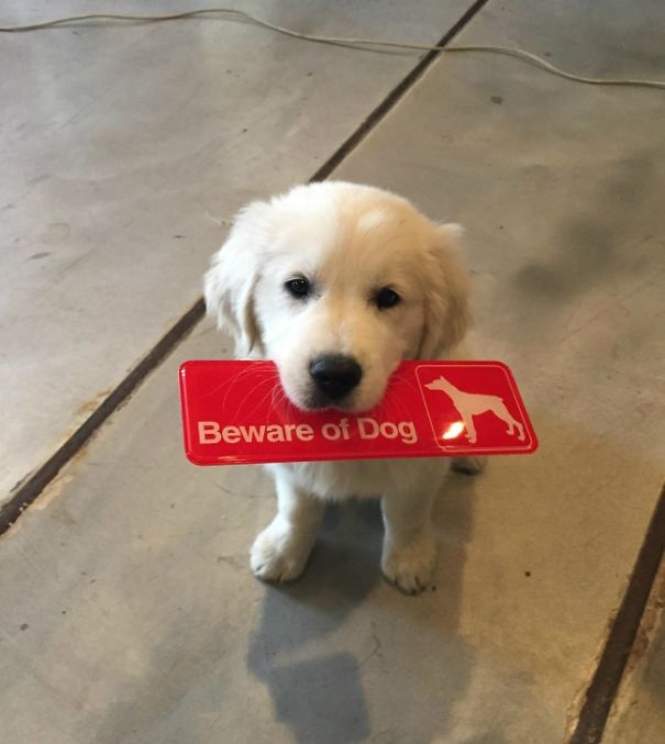 Ser um cão de guarda não é tarefa fácil. Existem cães nasceram para ser 