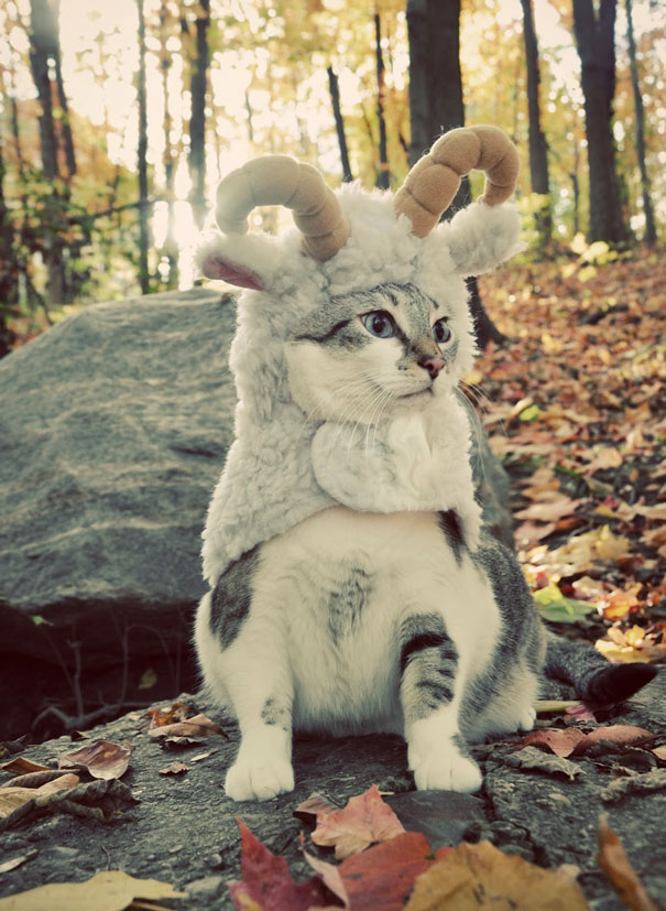 Esses gatos tem certeza que podem ser o que quiserem!