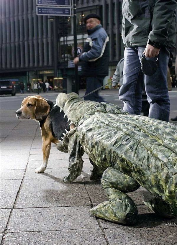 Cão engolido por crocodilo