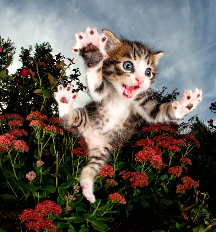 Fotógrafo registra gatos adotados em pleno voo