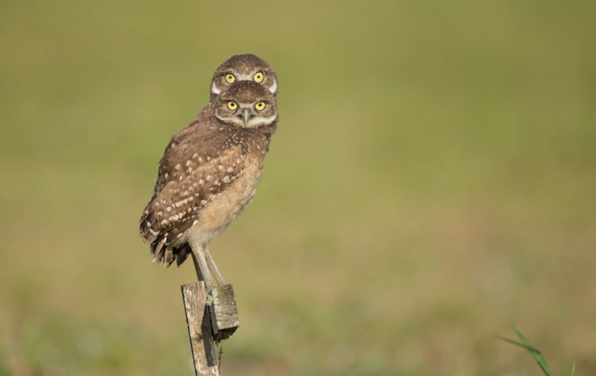 Concurso vai premiar as fotos mais engraçadas de animais selvagens de 2016