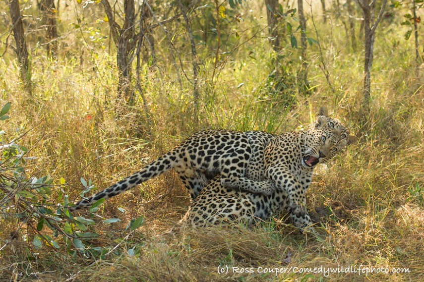 Concurso vai premiar as fotos mais engraçadas de animais selvagens de 2016