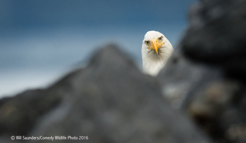 Concurso vai premiar as fotos mais engraçadas de animais selvagens de 2016