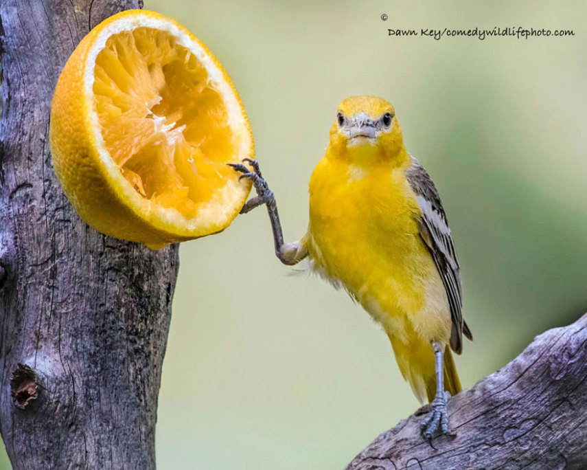 Concurso vai premiar as fotos mais engraçadas de animais selvagens de 2016