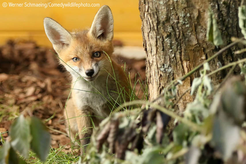 Concurso vai premiar as fotos mais engraçadas de animais selvagens de 2016