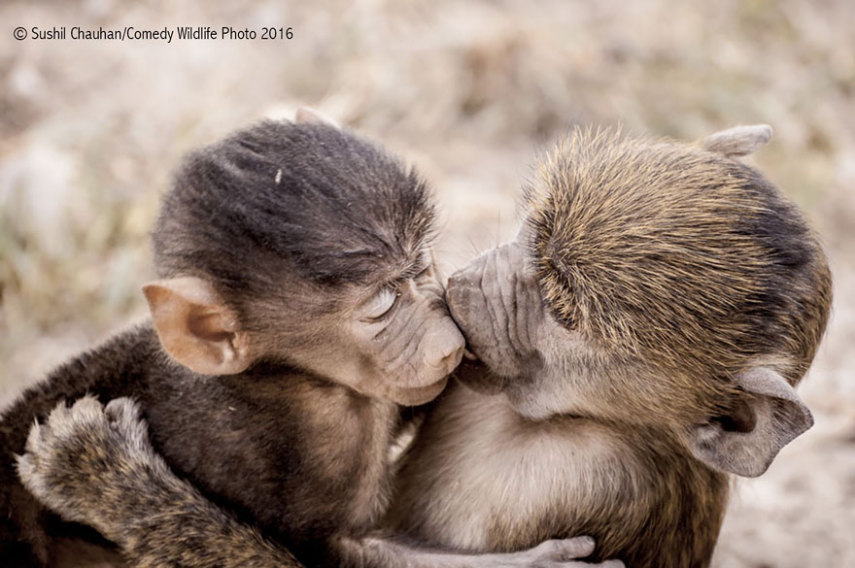 Concurso vai premiar as fotos mais engraçadas de animais selvagens de 2016