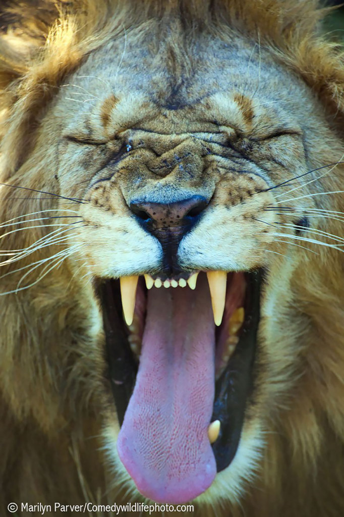 Concurso vai premiar as fotos mais engraçadas de animais selvagens de 2016