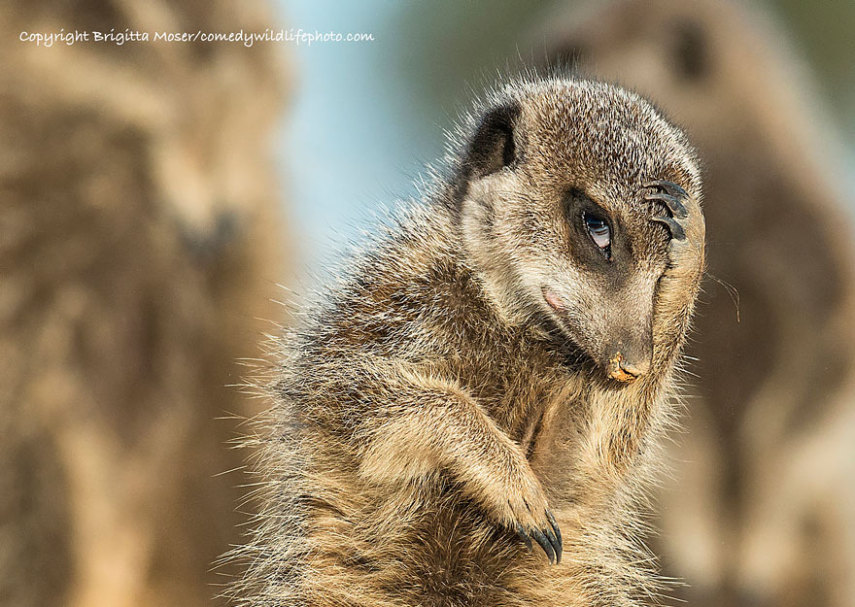 Concurso vai premiar as fotos mais engraçadas de animais selvagens de 2016