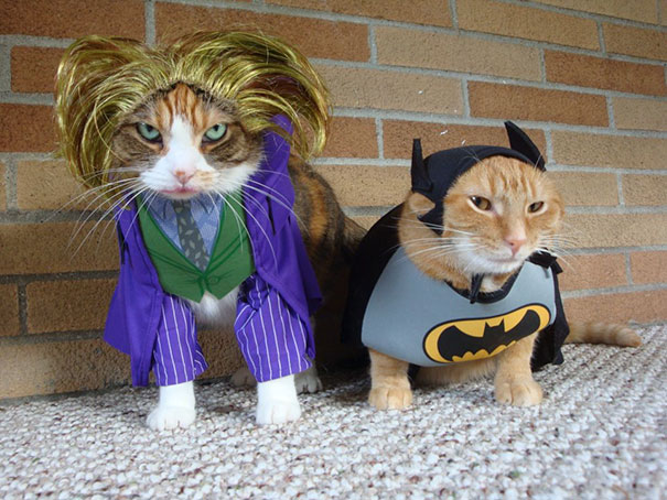 Esses gatos tem certeza que podem ser o que quiserem!
