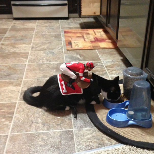 Esses gatos tem certeza que podem ser o que quiserem!