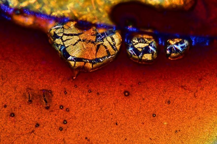 A Nikon anunciou os vencedores do concurso anual Small World Photomicrography