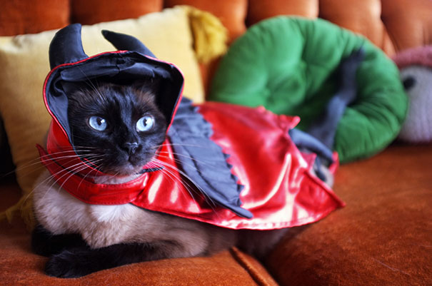Esses gatos tem certeza que podem ser o que quiserem!