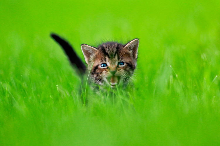 Fotógrafo registra gatos adotados em pleno voo