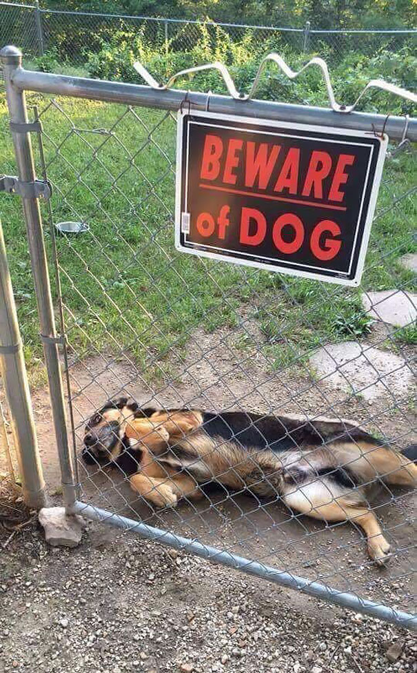 Ser um cão de guarda não é tarefa fácil. Existem cães nasceram para ser 